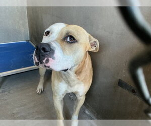 Mutt Dogs for adoption in San Bernardino, CA, USA