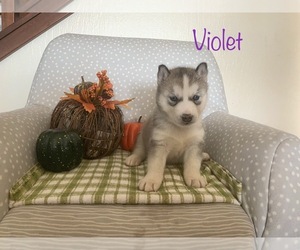 Siberian Husky Puppy for sale in MILLERSBURG, IN, USA