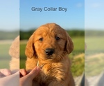 Small Photo #2 Golden Retriever Puppy For Sale in TOMPKINSVILLE, KY, USA