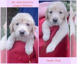Golden Retriever Puppy for sale in SUGAR LAND, TX, USA