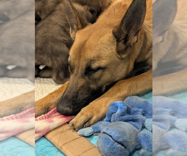 Medium Photo #2 Mutt Puppy For Sale in Imlay City, MI, USA