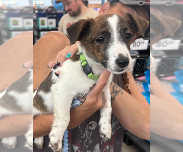 Medium Photo #3 Jack Russell Terrier-Unknown Mix Puppy For Sale in Decatur, GA, USA