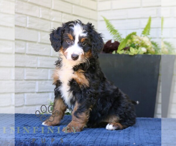 Medium Photo #3 Bernedoodle (Miniature) Puppy For Sale in NARVON, PA, USA