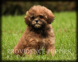 ShihPoo Puppy for sale in COPPOCK, IA, USA