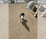 Small #1 Mutt