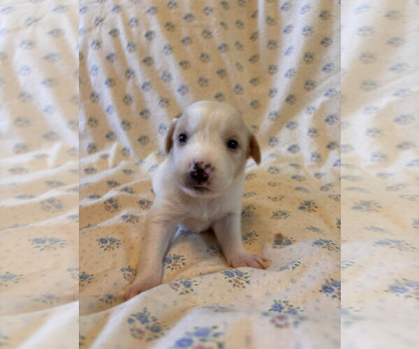 Medium Photo #4 Mutt Puppy For Sale in Pacolet, SC, USA