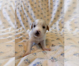Chamomile Jul 26 - An Annie Pup - Female Mutt Dog for Adoption - Photo #4