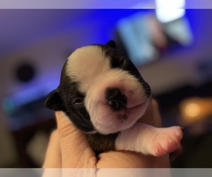 Boston Terrier Puppy for sale in WASHBURN, MO, USA