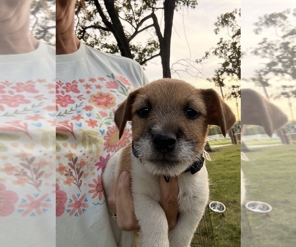 Medium Photo #2 Jack Russell Terrier Puppy For Sale in FREEMAN, MO, USA