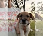 Puppy Puppy 2 Jack Russell Terrier
