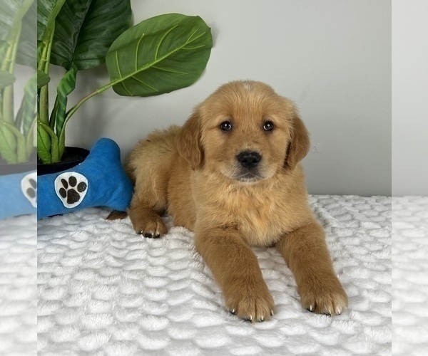 Medium Photo #1 Golden Retriever Puppy For Sale in FRANKLIN, IN, USA