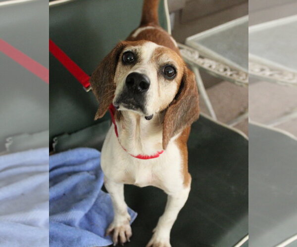 Medium Photo #8 Beagle Puppy For Sale in Dunnellon, FL, USA