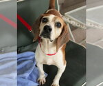 Small #7 Beagle