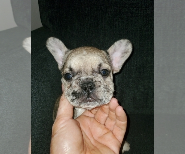 Medium Photo #5 French Bulldog Puppy For Sale in N LAS VEGAS, NV, USA
