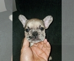 Small Photo #5 French Bulldog Puppy For Sale in N LAS VEGAS, NV, USA