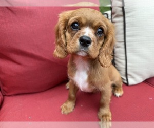 Cavalier King Charles Spaniel Puppy for Sale in OAK GROVE, Missouri USA