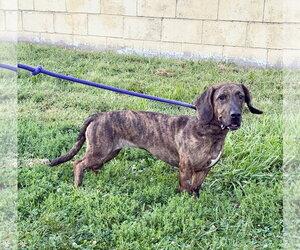 Bassetdor Dogs for adoption in Williamsburg, IA, USA