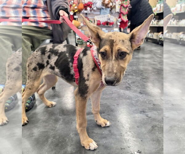 Medium Photo #13 Catahoula Leopard Dog-Unknown Mix Puppy For Sale in St. Louis Park, MN, USA