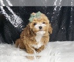 Small #3 Maltipoo