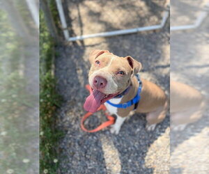 American Staffordshire Terrier Dogs for adoption in Sayreville, NJ, NJ, USA
