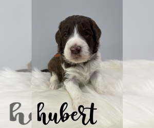 Border Collie-Poodle (Miniature) Mix Puppy for sale in CRESTON, OH, USA