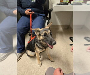 German Shepherd Dog Dogs for adoption in Bakersfield, CA, USA