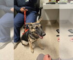 *SHELLY - Female German Shepherd Dog Dog for Adoption - Small photo