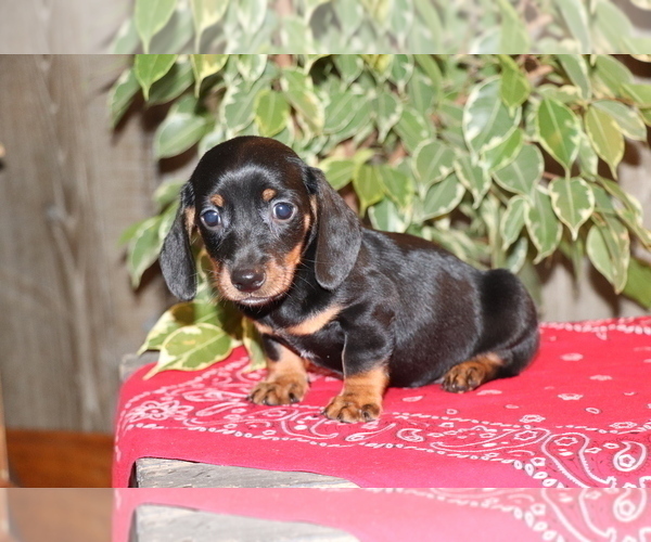 Medium Photo #3 Dachshund Puppy For Sale in SHILOH, OH, USA