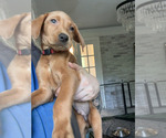 Puppy Puppy 7 Labrador Retriever