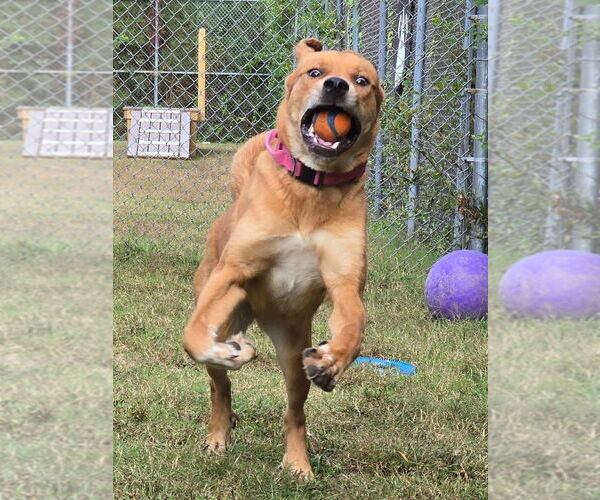 Medium Photo #9 Mutt Puppy For Sale in Glen Allen, VA, USA