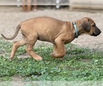Small #2 Labrador Retriever-Rhodesian Ridgeback Mix