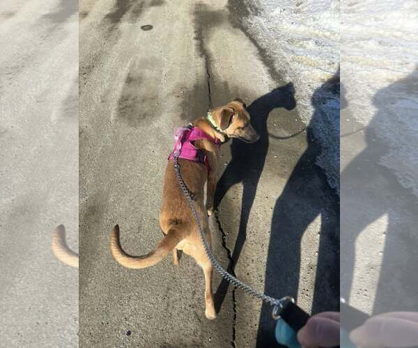 Medium Photo #21 German Shepherd Dog-Unknown Mix Puppy For Sale in Sebec, ME, USA