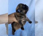 Small #4 French Bulldog