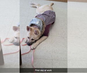 Gravy - Female Pug-Unknown Mix Dog for Adoption - Photo #9