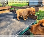 Small #5 Golden Retriever