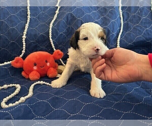 Medium Photo #4 Bernedoodle (Miniature) Puppy For Sale in HENDERSON, CO, USA