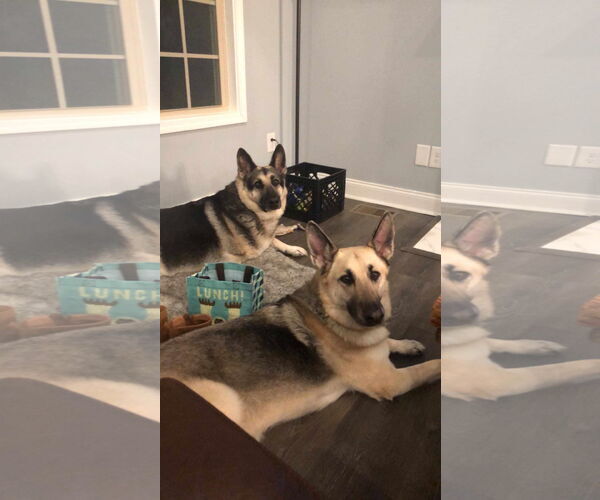 Medium Photo #2 German Shepherd Dog Puppy For Sale in Columbus, IN, USA