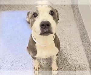 American Pit Bull Terrier Dogs for adoption in Houston, TX, USA