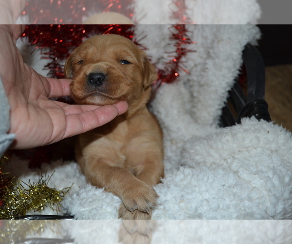 Medium Photo #33 Golden Retriever Puppy For Sale in GREENWOOD, WI, USA