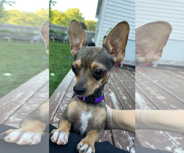 Medium Photo #1 Chihuahua-Unknown Mix Puppy For Sale in New London, WI, USA