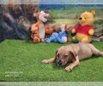 Small #5 Catahoula Leopard Dog