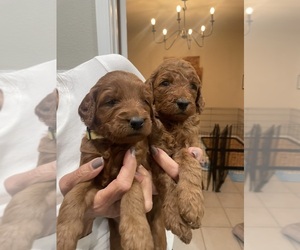 Goldendoodle Puppy for sale in PLACERVILLE, CA, USA