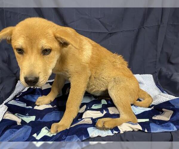 Medium Photo #1 Mutt Puppy For Sale in Modesto, CA, USA