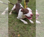 Small #1 American Pit Bull Terrier Mix