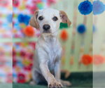 Small #5 Dachshund Mix