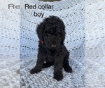 Small Photo #6 Poodle (Standard) Puppy For Sale in FONTANA, CA, USA