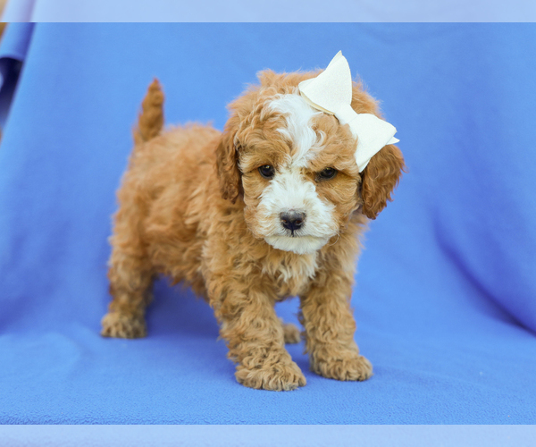 Medium Photo #2 Cavapoo (Miniature) Puppy For Sale in LIBERTY, KY, USA