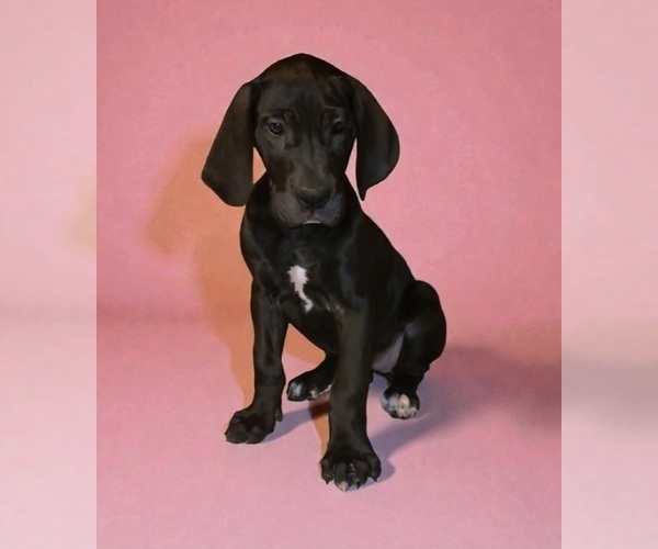 Medium Photo #6 Great Dane Puppy For Sale in DENHAM SPRINGS, LA, USA