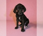 Small #5 Great Dane