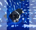 Small Photo #10 American Foxhound Puppy For Sale in AIKEN, SC, USA